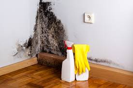 Best Biohazard Mold Removal  in Rochester, NH